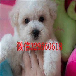  太原哪里能买到比熊犬白色比熊精品法国卷毛