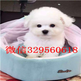  日照哪里出售纯种比熊犬茶杯体比熊犬纯种比