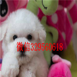  太原哪里能买到比熊犬白色比熊精品法国卷毛比熊比熊犬掉毛吗