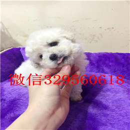  驻马店哪里出售纯种比熊犬长不大的比熊犬带