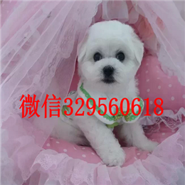  南昌哪里能买到比熊犬小体比熊纯种比熊多少