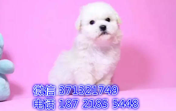 比熊出售 上海犬舍繁殖比熊犬 小型犬狗狗 活