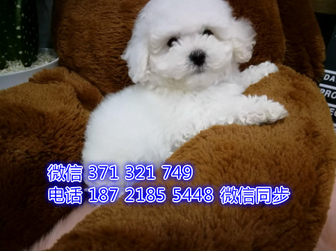 西安 专业繁殖 比熊犬出售纯种幼犬 西安哪里