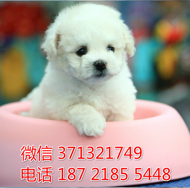 比熊出售小体  济南犬舍促销比熊 棉花糖比熊狗狗