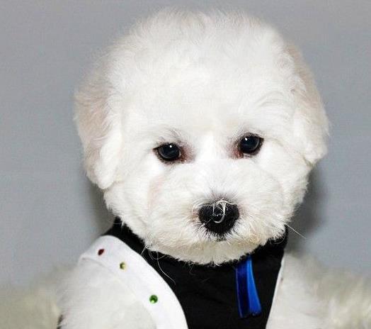 深圳宠物狗狗出售卷毛比熊犬幼犬狗仔领养小型