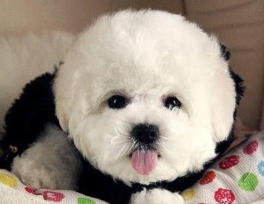 深圳宠物狗狗犬舍出售纯种比熊犬幼犬领养狗市