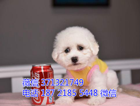 茶杯比熊犬出售纯种 长沙比熊犬幼犬一窝 比熊