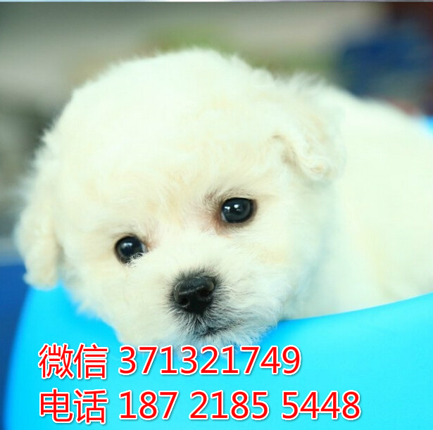 比熊出售小体  济南犬舍促销比熊 棉花糖比熊狗狗