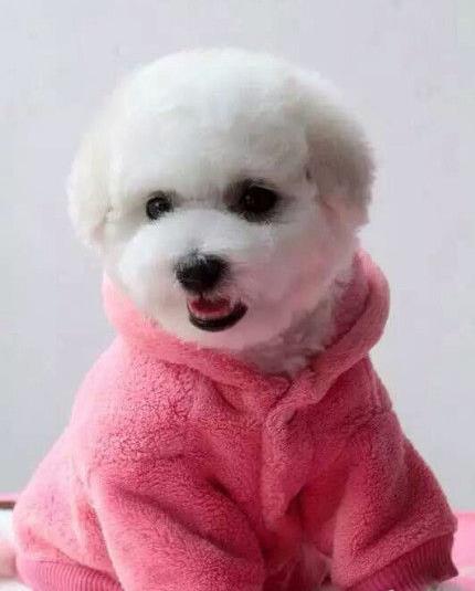 济南宠物狗狗犬舍出售纯种比熊犬幼犬领养狗市