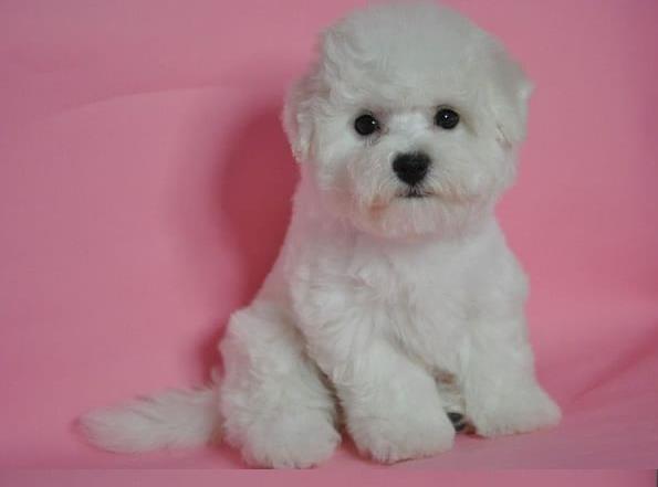 青岛宠物狗犬舍出售纯种比熊犬 狗市场在哪宠