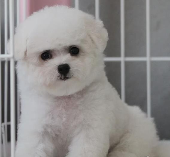 厦门宠物狗狗犬舍出售纯种比熊犬幼犬领养狗市