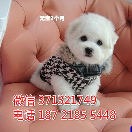 哈尔滨犬舍出售 比熊狗狗幼犬 哈尔滨哪里有狗