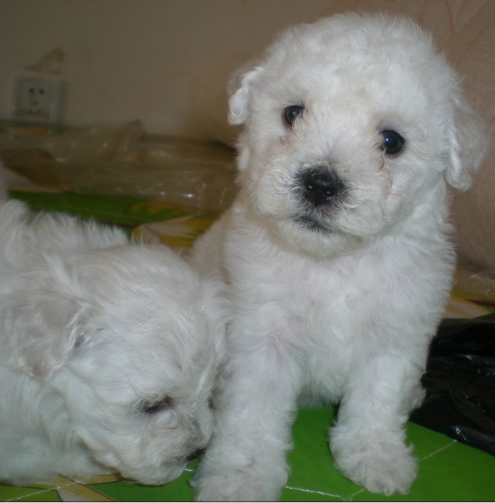 思茅哪里能买到纯种比熊犬 纯种比熊犬多少钱