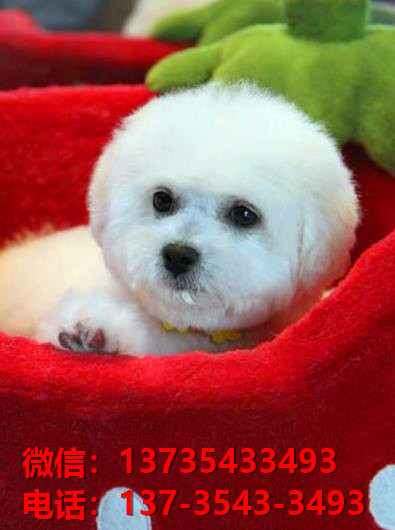 济南宠物狗犬舍出售纯种比熊犬 白色迷你卷毛