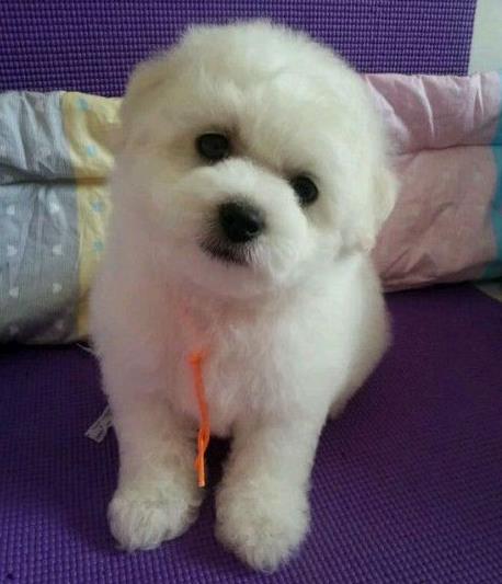 沈阳宠物狗犬舍出售纯种比熊犬小型犬好不好养