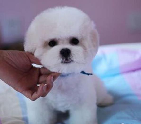 厦门犬舍出售纯种比熊犬 宠物狗卖狗买狗信息