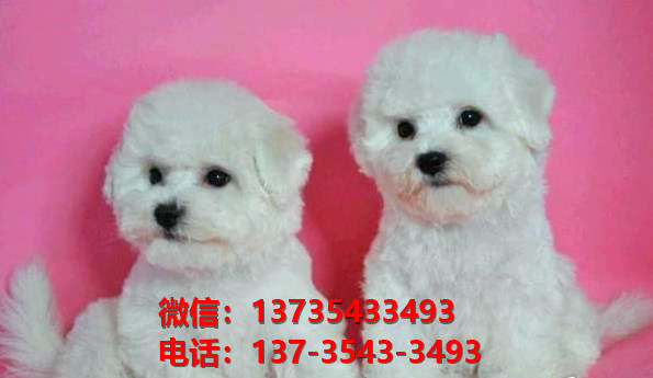 长沙宠物狗犬舍出售纯种比熊犬 狗市场在哪宠物网