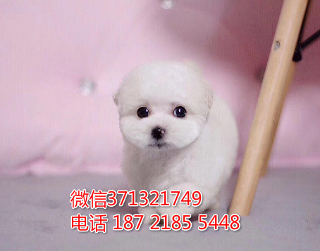 茶杯比熊犬出售，长不大比熊宝宝，苏州比熊狗狗