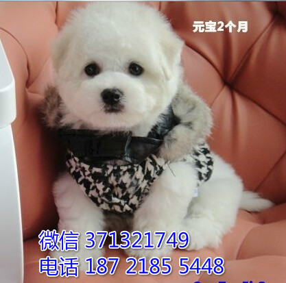 厦门特价 比熊犬出售纯种幼犬 厦门犬舍宠物狗