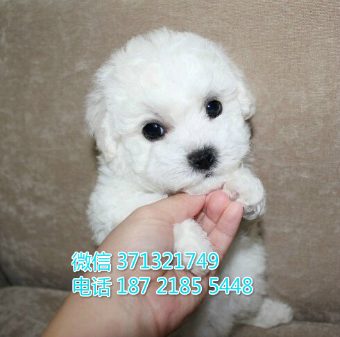 茶杯比熊出售纯种 长不大比熊犬 沈阳犬舍在哪