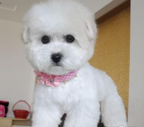 驻马店犬舍 纯种比熊犬买卖 狗市场在哪 网上