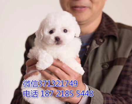 济南狗狗 比熊犬出售纯种幼犬 济南狗场 全国