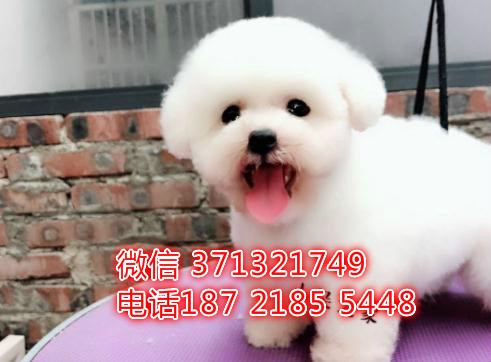 哈尔滨宠物 比熊犬出售纯种幼犬 哈尔滨狗场在