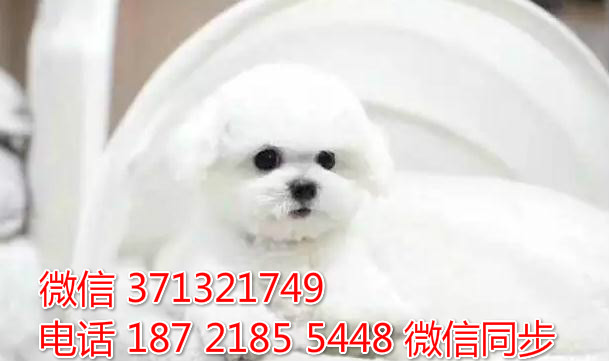 厦门特惠 比熊犬出售 厦门犬舍在哪里 厦门狗场