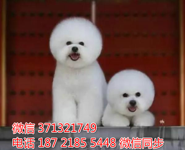 济南特惠比熊出售，济南犬舍在哪里 狗场繁殖