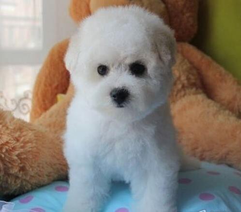 武汉犬舍出售纯种比熊犬活体宠物狗哪里有卖狗