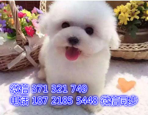 全国发货比熊犬纯种幼犬 小型犬比熊犬 茶杯比