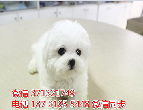 长沙狗狗 比熊犬出售纯种幼犬 长沙犬舍 全国