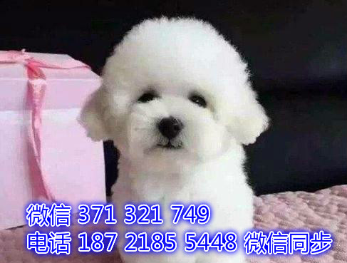 哈尔滨宠物狗狗 比熊犬出售 哈尔滨狗场繁殖 特价