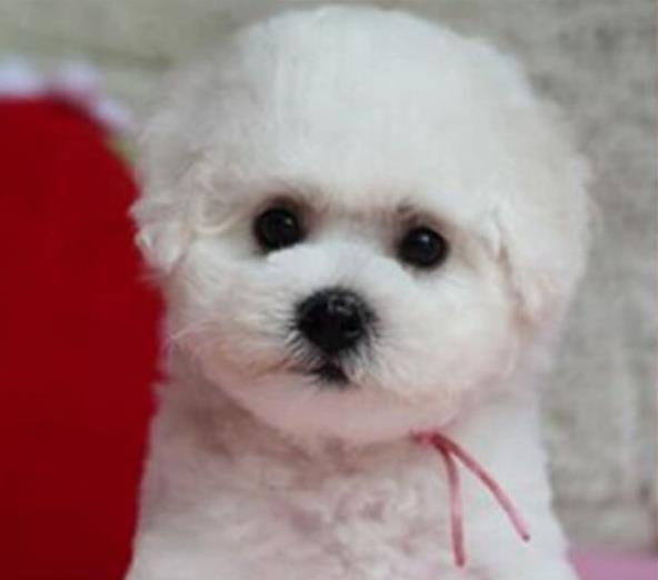 济南宠物狗犬舍出售纯种比熊犬宠物狗市场在哪