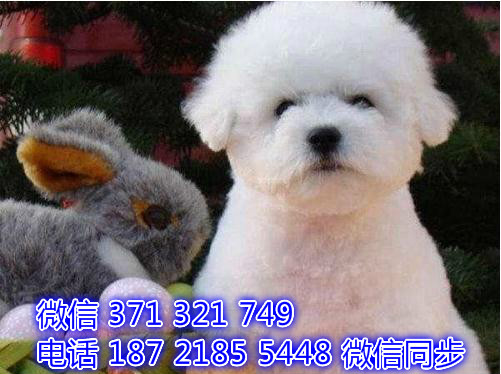 青岛宠物狗狗 比熊出售 青岛狗场犬舍在哪里