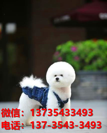 福建宠物狗狗犬舍出售纯种健康比熊犬哪里有狗