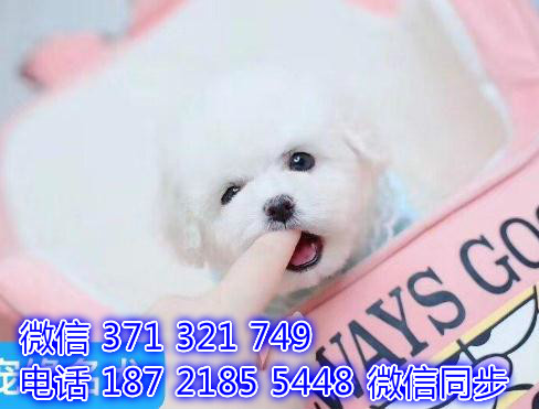 宠物狗狗博美幼犬 全国可以发货 犬舍繁殖队