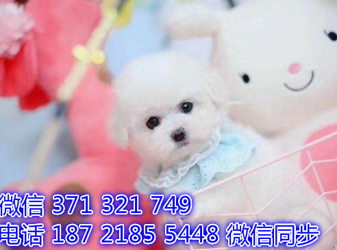 宠物狗狗比熊全国可以发货 犬舍繁殖 包健康岩