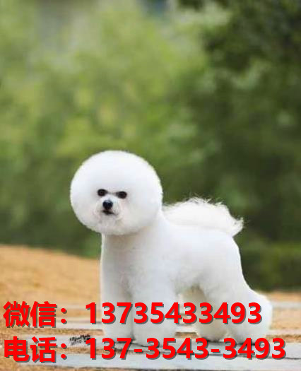 西安宠物狗狗出售纯种比熊犬幼犬 哪里有正宗