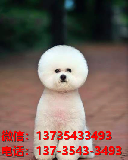 厦门宠物狗狗出售纯种比熊犬幼犬 哪里有正宗