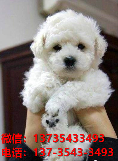 沈阳宠物狗狗出售纯种比熊犬幼犬 哪里有正宗