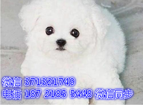 特价比熊出售纯种幼犬 专业繁殖专业发货 可上