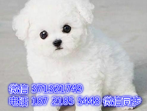 特价比熊出售纯种幼犬 专业繁殖专业发货 可上门看嘿