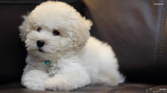 思茅哪里买狗好思茅哪里卖纯种比熊犬思茅宠物