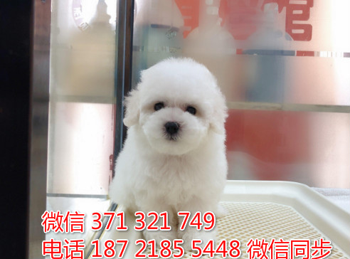 宠物市场 哪里有宠物比熊，精品小型中型大型犬