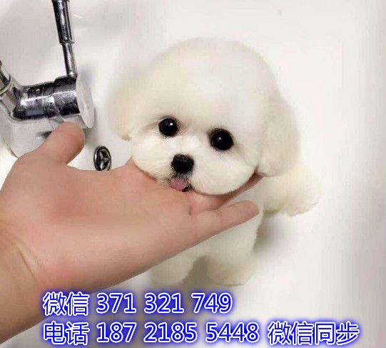 犬舍直销，哪里有宠物比熊，精品小型中型大型犬狗狗舶