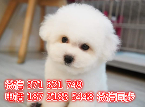 比熊宠物买卖 宠物市场 宠物狗狗图片宠物网阎