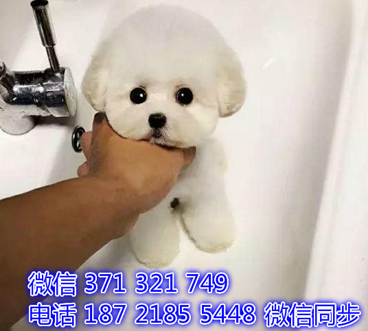 犬舍直销，哪里有宠物比熊，精品小型中型大型犬狗狗舶