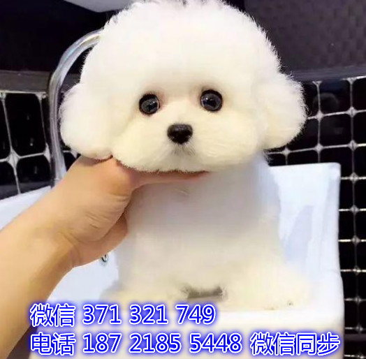 犬舍直销，哪里有宠物比熊，精品小型中型大型犬狗