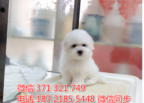 犬舍比熊纯种幼犬出售 茶杯比熊犬舍狗场宠物狗隙